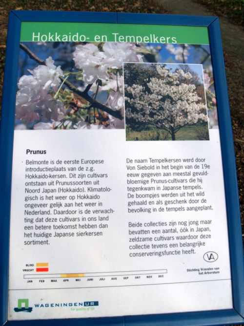 北海道原産の桜についての記述