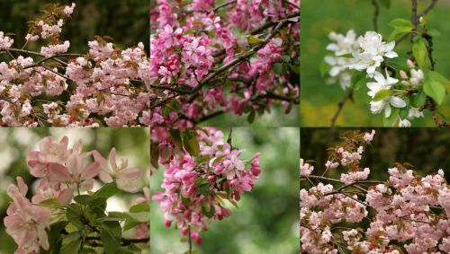 いろんな品種の桜があるんですね