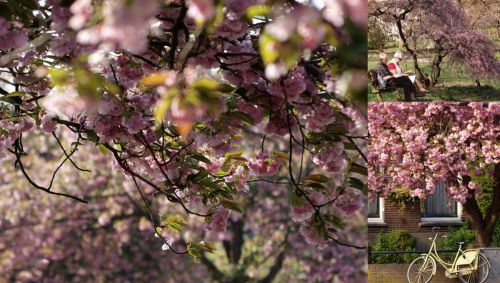 おおぶりの花が多いです
