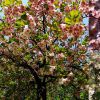 北海道の桜がヨーロッパで最初に植えられた場所