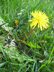 かわいらしいタンポポの花ですが…