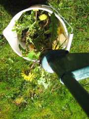 根っこから取れているとうれしくなります（写真３）