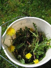 本日の収穫の一部