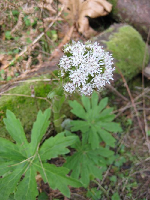 葉の緑と花の白のコントラストがすがすがしい花にも出会えました