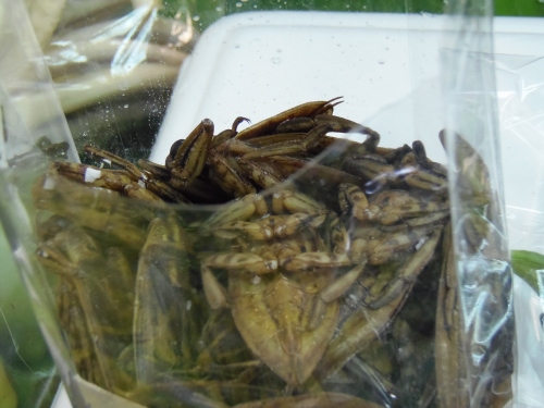 暑い国なので虫類が何でもデカイのです