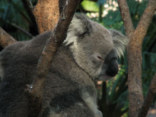 コアラといえば、オーストラリア