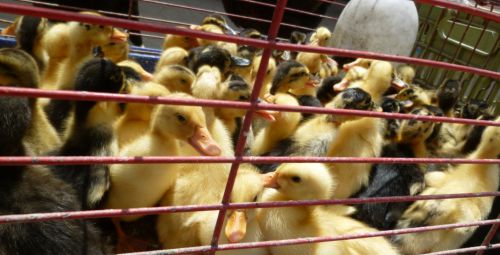 それにしても、人口(鳥)密度が高い気が・・・