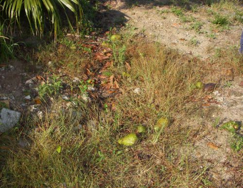 熟れて地上に転がり落ちたアバカチ（アボカドの一種）