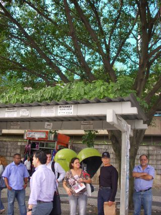 鳥の落とした種が発芽して緑化したバス停の屋根の上