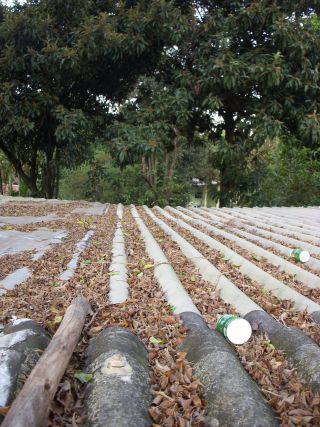 トタン屋根の上で植物が繁殖するための土代わりの落ち葉