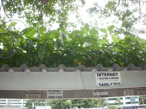 バス停のトタン屋根の上で繁殖する植物