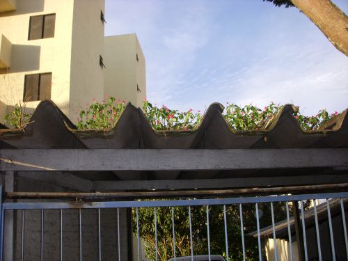 ピンク色のかわいらしい花を咲かせているトタン屋根