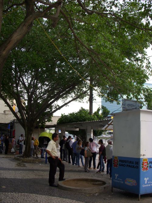 大木の下のトタン屋根で見られる天然の緑化