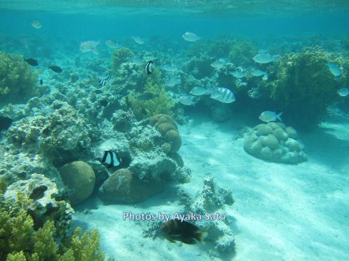 シュノーケリングで見える 魚たち