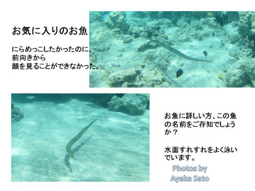 私が好きな魚は、水面すれすれを泳ぐ 細長い魚「ほそながくん」