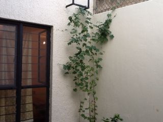 これ、たった一本のゴーヤから育っています！