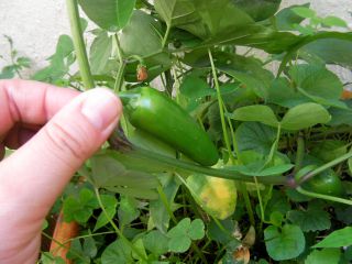 もうちょっと大きくなったら収穫します