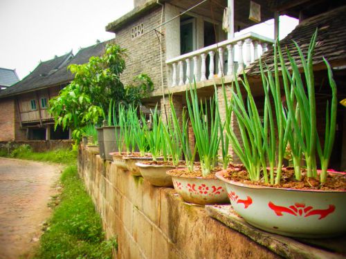 洗面器に植えてるところが中国っぽくて可愛い