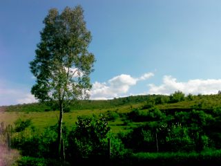 こんな素敵な空なら、歌いたくなるのもわかります。