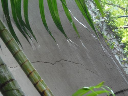 ヤシの葉先から流れる雨水