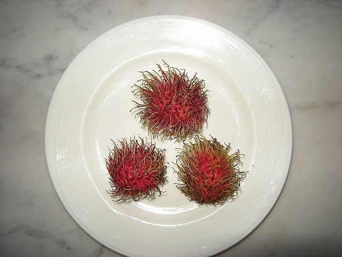 別名「モシャモシャ君」と呼びたいくらいキュート