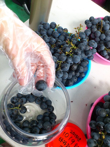 自分で収穫した食用ブドウを使ってワイン作り体験