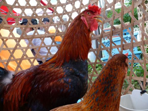 筋肉ムキムキ 硬派でりりしい川俣シャモ