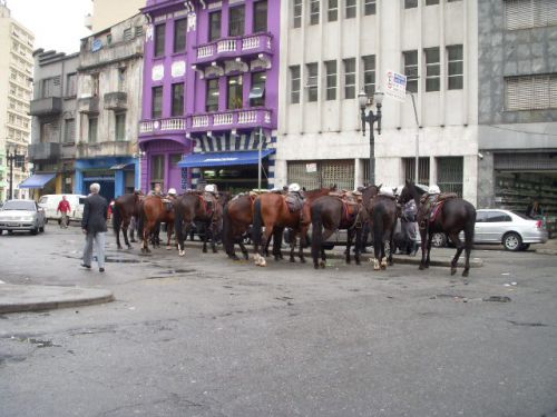 サンパウロ市内で停まっている警察の騎馬隊