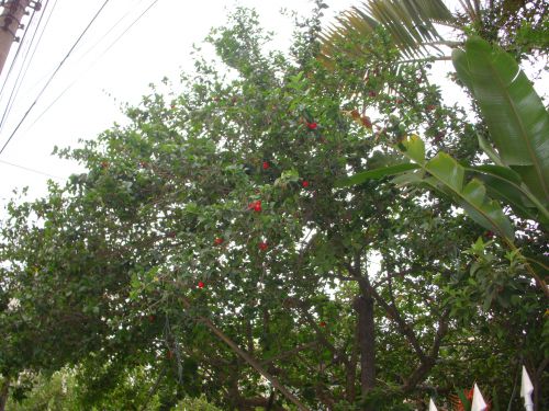 果実が実ったアセロラの木