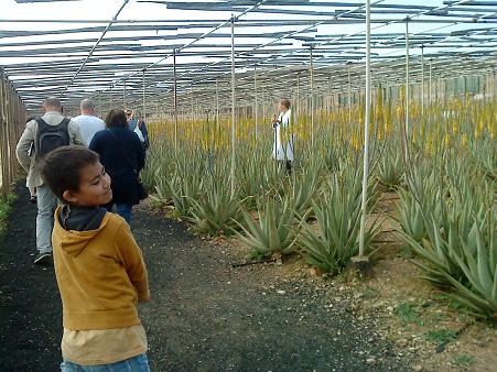 農園内でハウス栽培されているアロエ・ベラ