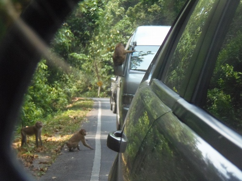後ろの車に飛び乗るサルたち