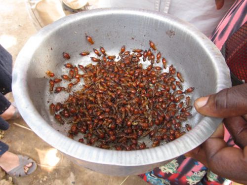 家を浸食したシロアリを捕獲…または収穫（？）していました。