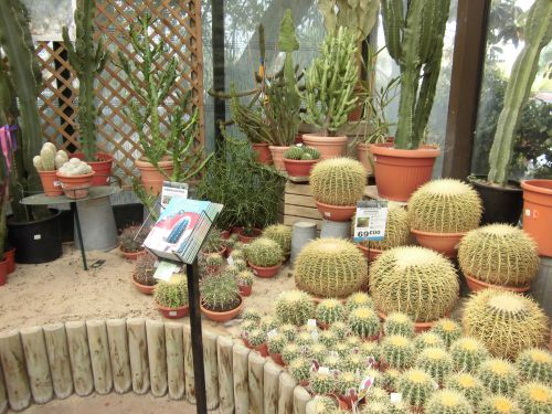 ガーデンセンターのさぼてんの品揃えは抜群