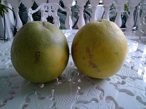 頂き物のザボンがふたつ