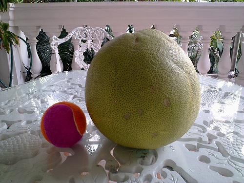 テニスボールと並べるとこの大きさ