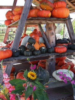 秋を彩るカラフルなカボチャたち。収穫の時期ですね！