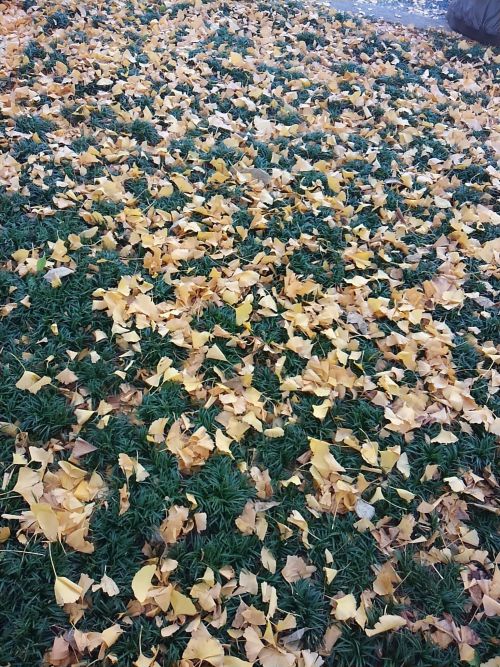 落葉のカーペット。