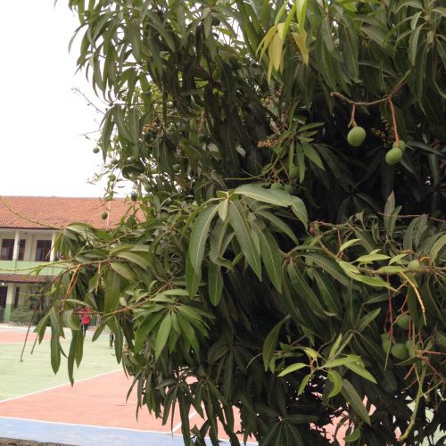 校庭にあるマンゴーの木。南国ですね