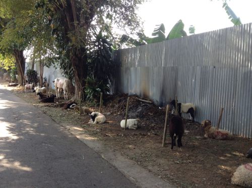 犠牲祭前に道端で売られているヤギ。中には羊もいるかも？