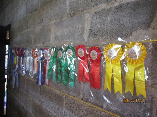 サンパウロ市近郊の羊の育種農場(Cabanha D&M社)が品評会で獲得したメダルの数々