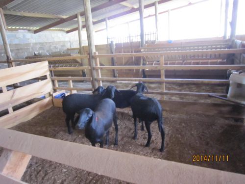 サンパウロ市近郊の羊の育種農場で飼われているブラジル・オリジナル肉用種の黒い羊