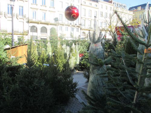 マーケットでは何本ものツリーが販売されています