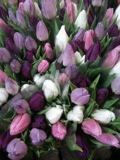 この淡く穏やかな色合いのチューリップにうっとり