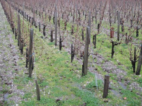 剪定前→枝、枝、枝...