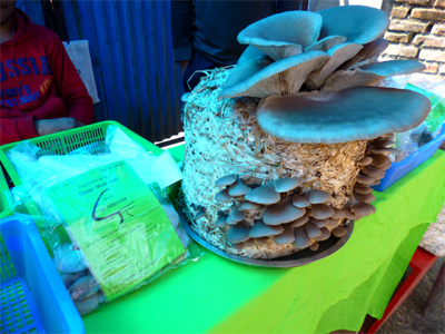 自宅でこんなに栽培できるかな？