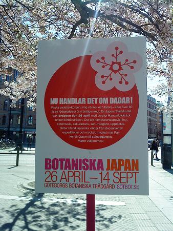 ヨーテボリでは満開のサクラに似た花の下に、日本イベントの紹介パネル