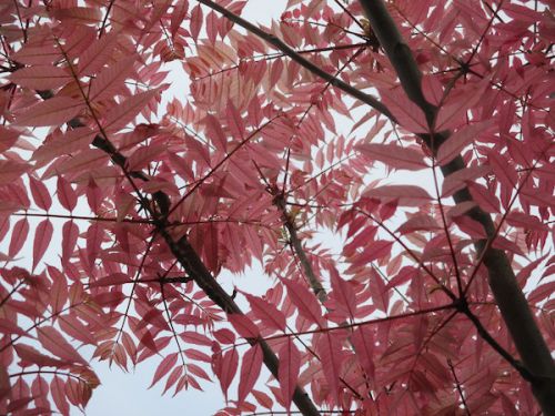 写真の背景できれいな木や花たちが、さらにムードを上げています