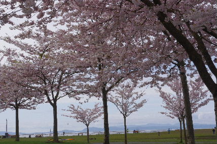 和歌山県人会が植樹した桜、約300本