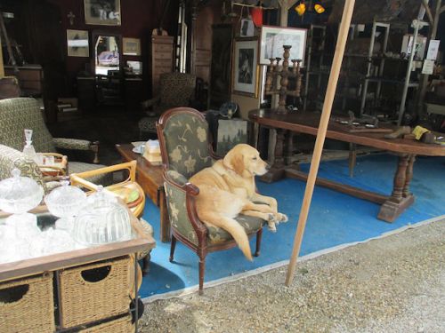 高級なアンティークいすに座って店番中のわんちゃん