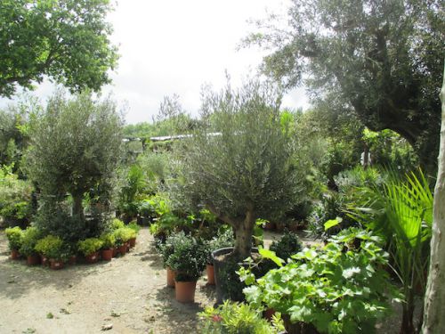 春のブロカンテは植物セクションが目玉です！